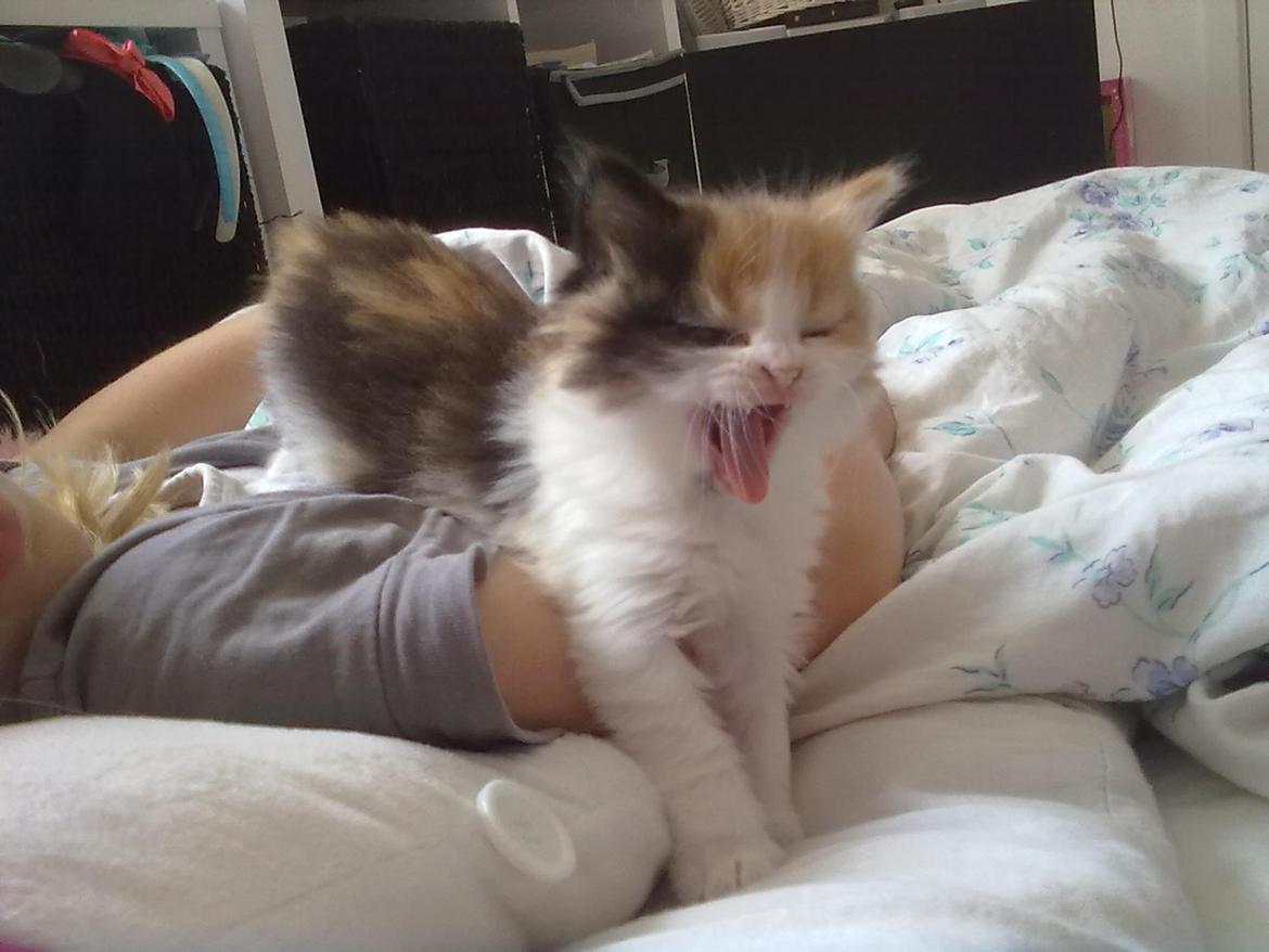 Blanding af racer Silke billede 5