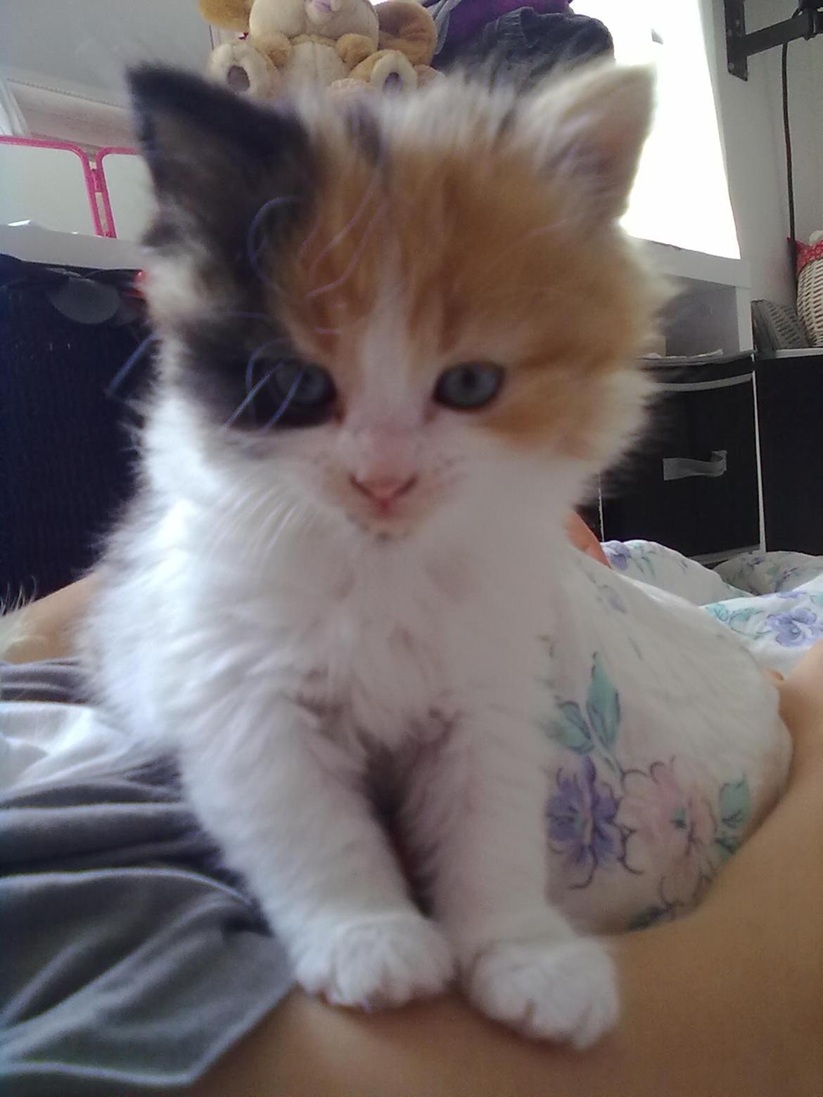 Blanding af racer Silke billede 6