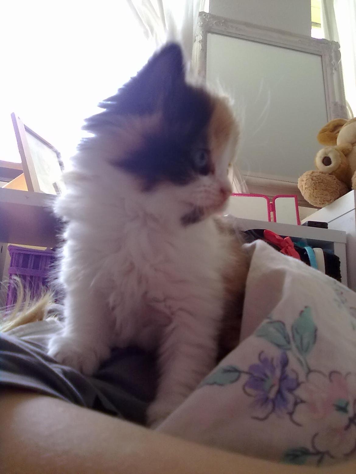 Blanding af racer Silke billede 7