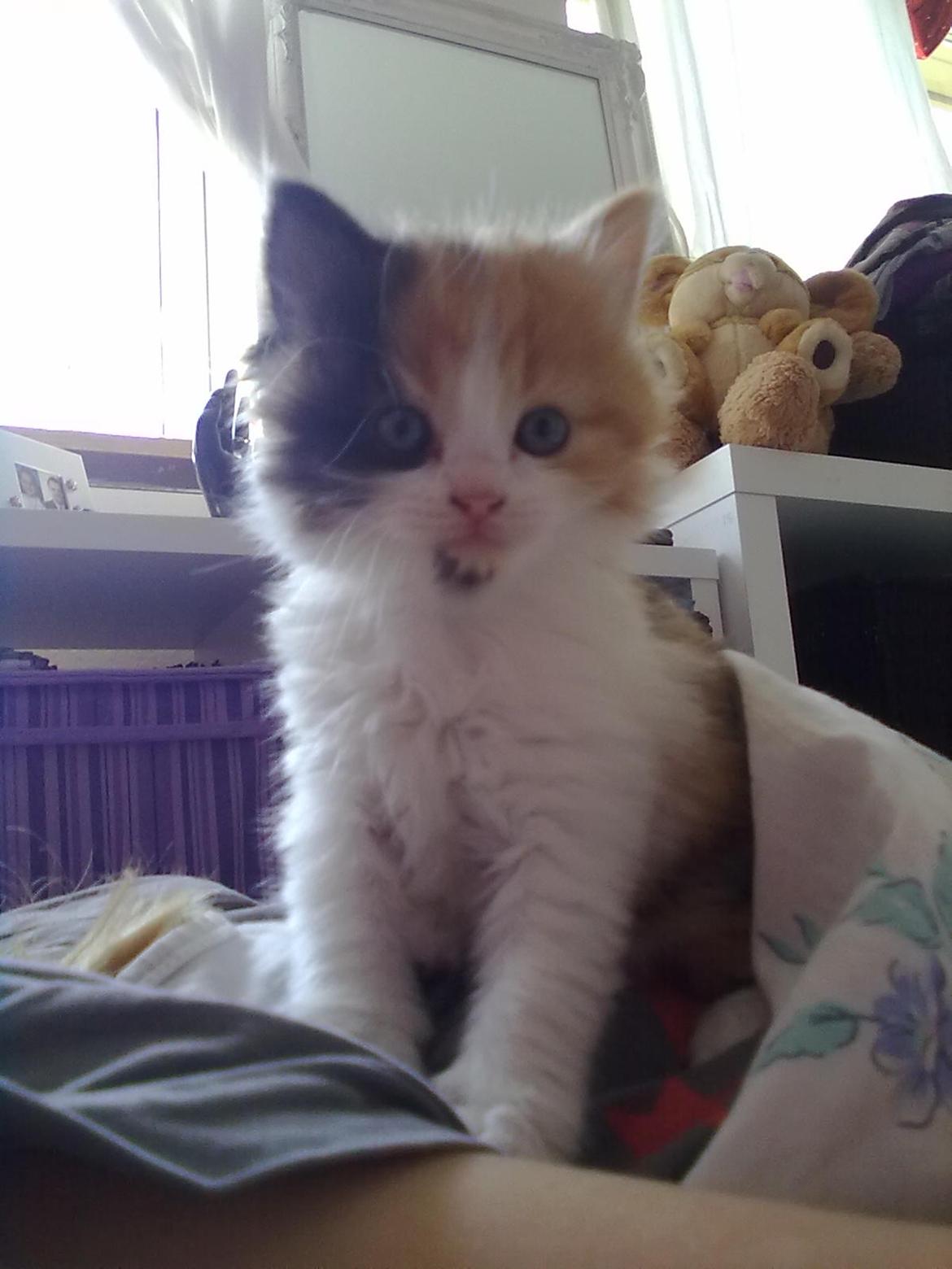 Blanding af racer Silke billede 8