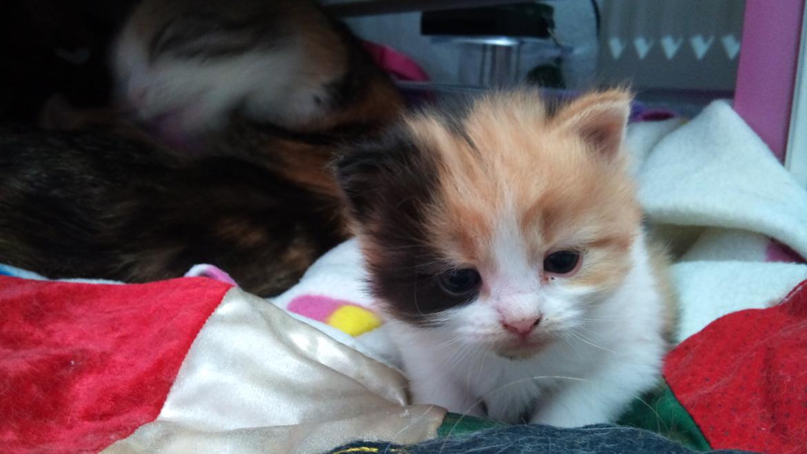 Blanding af racer Silke billede 9