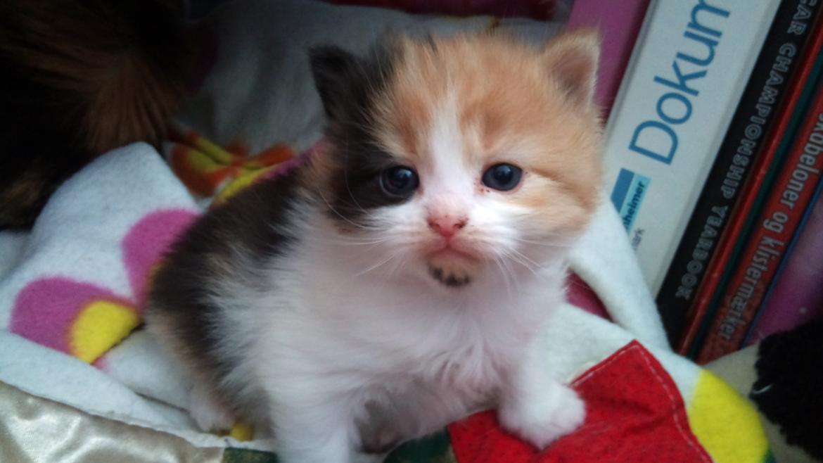 Blanding af racer Silke billede 10