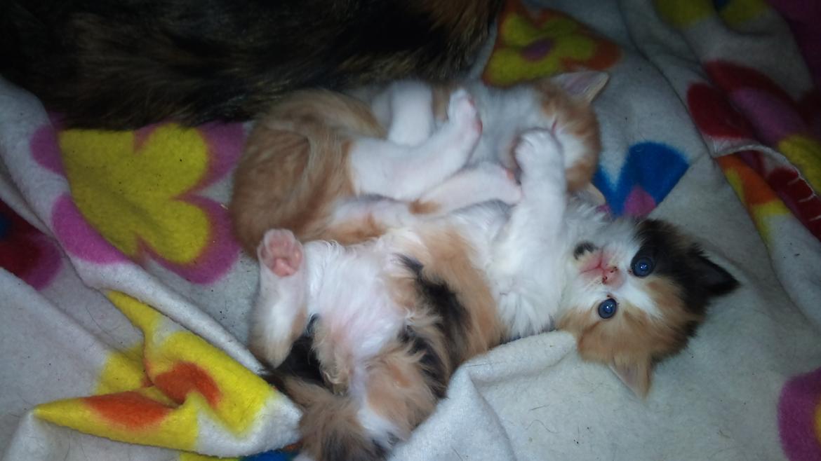 Blanding af racer Silke billede 11