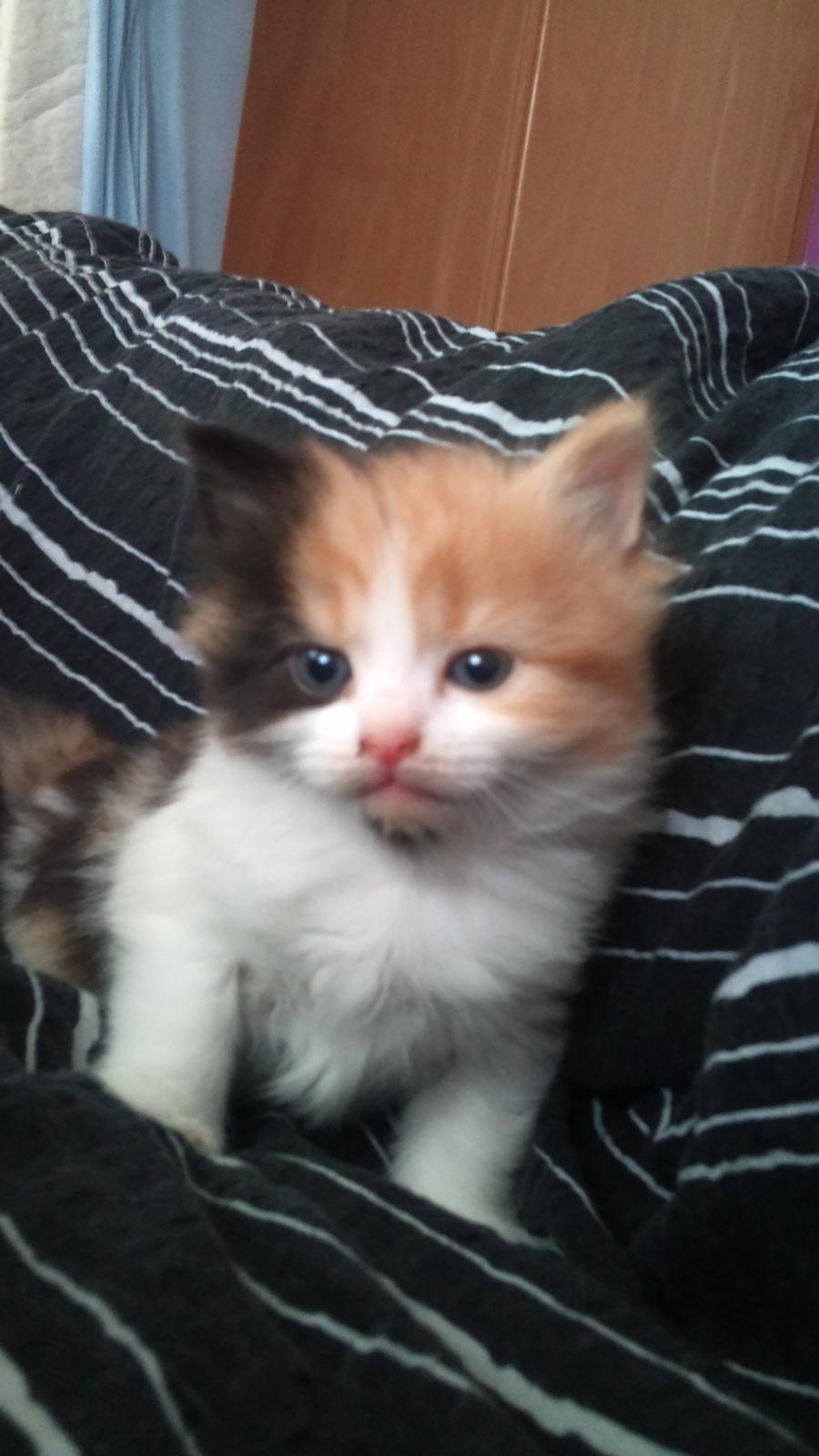 Blanding af racer Silke billede 12