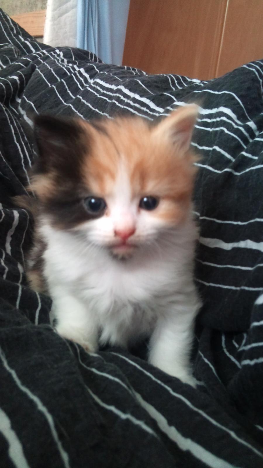 Blanding af racer Silke billede 13