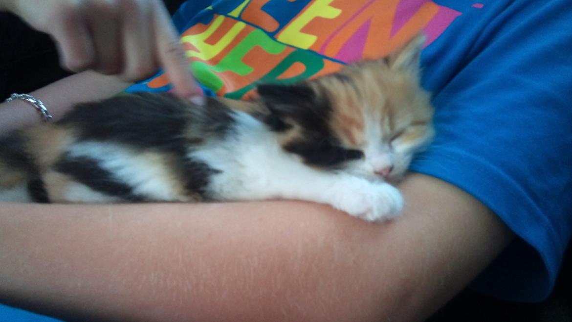 Blanding af racer Silke billede 14