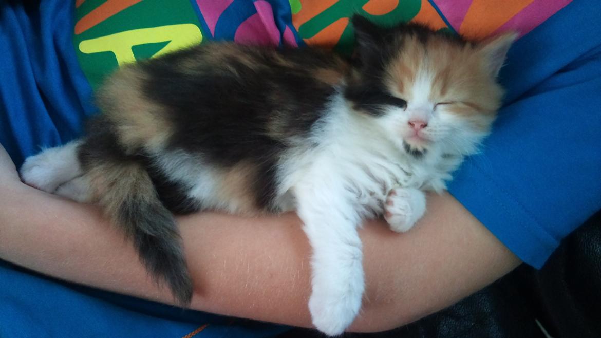 Blanding af racer Silke billede 15