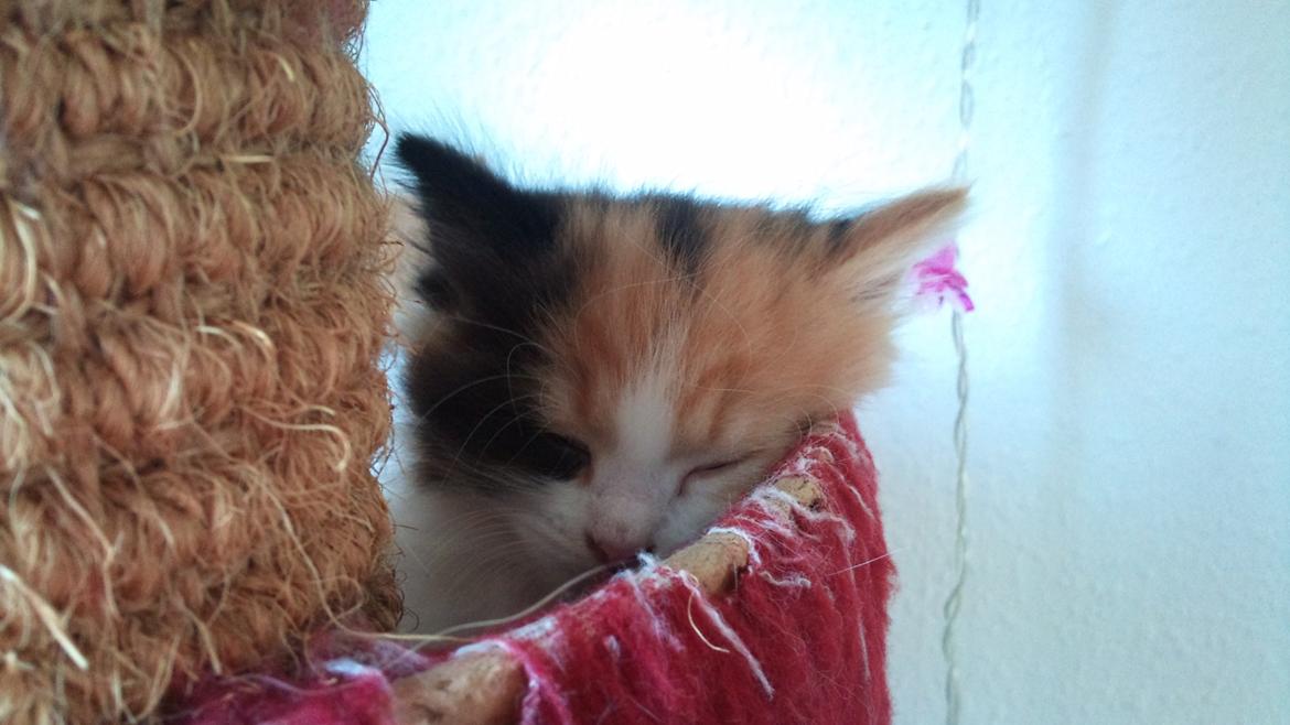 Blanding af racer Silke billede 16