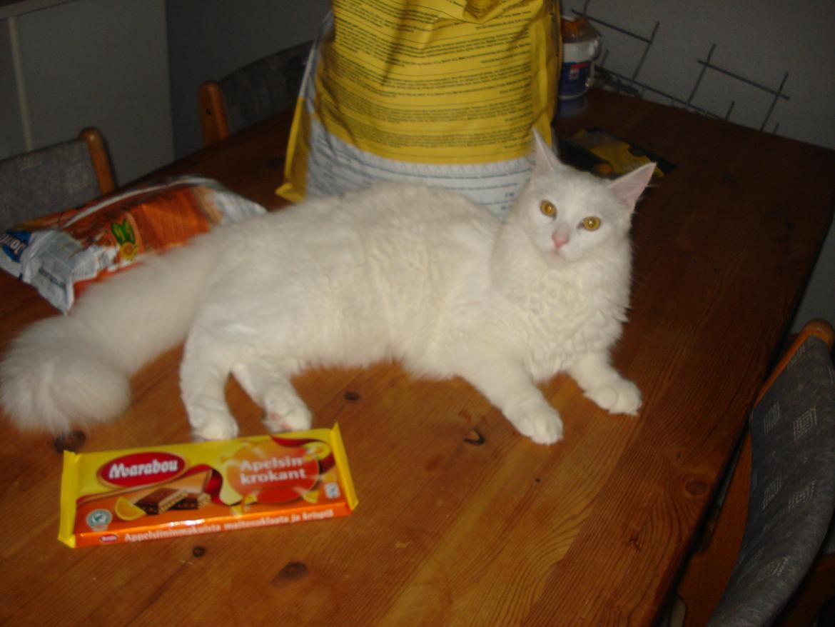 Maine Coon Snehvide - Her ligger man godt billede 1