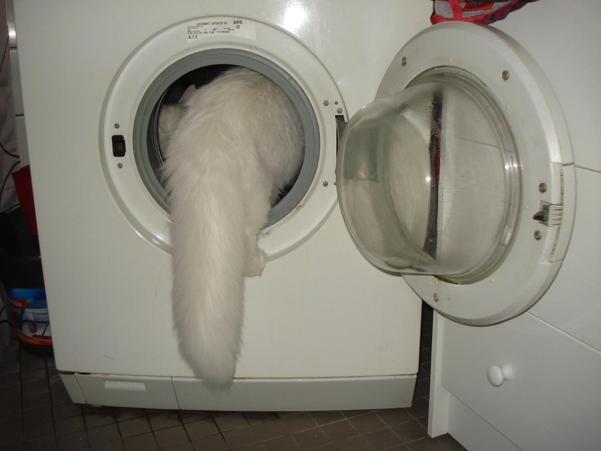 Maine Coon Snehvide - Vaskemaskinen bliver udforsket  billede 2