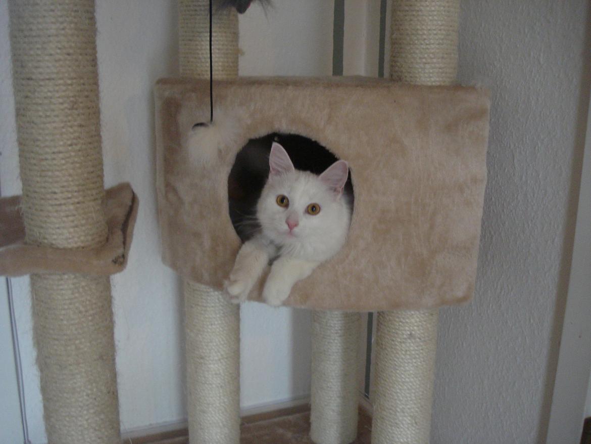 Maine Coon Snehvide - Min hule, det er kun mig der bruger den  billede 3
