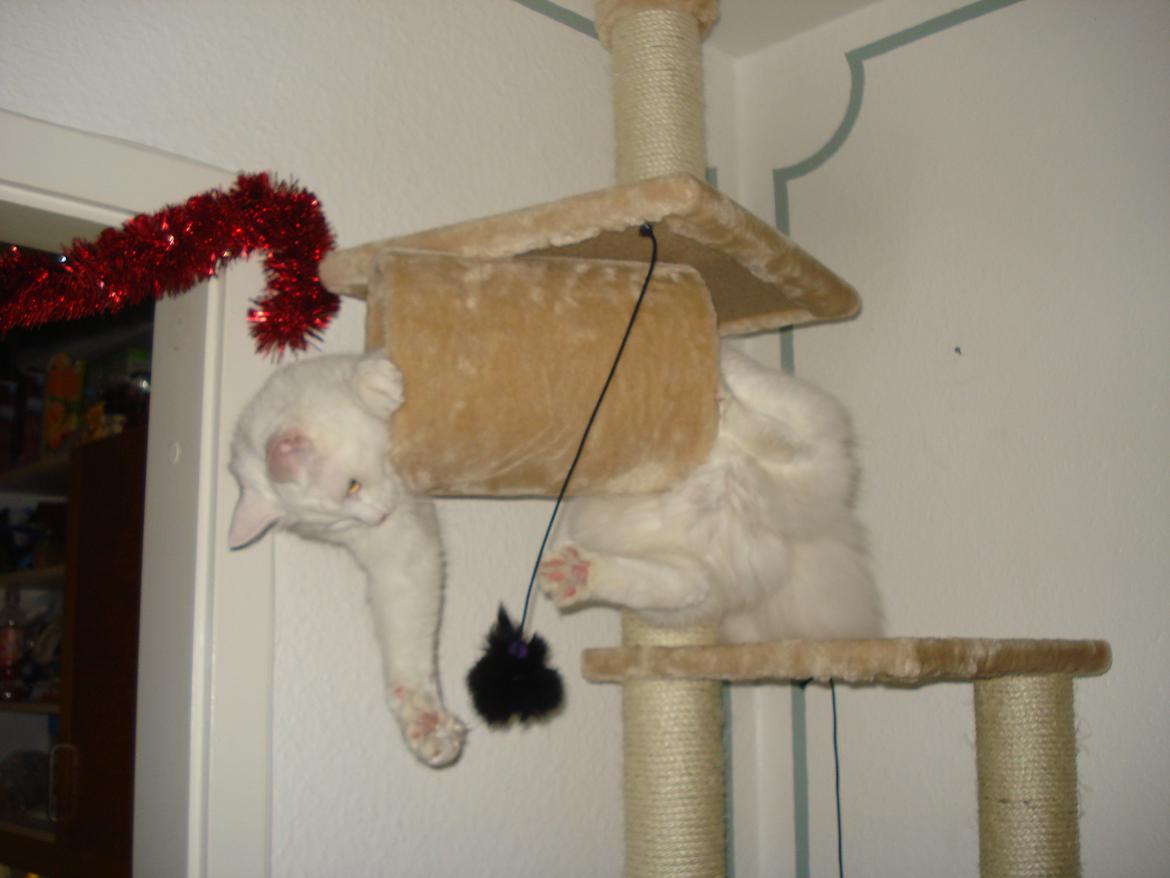 Maine Coon Snehvide - Her er sjovt at lege billede 4