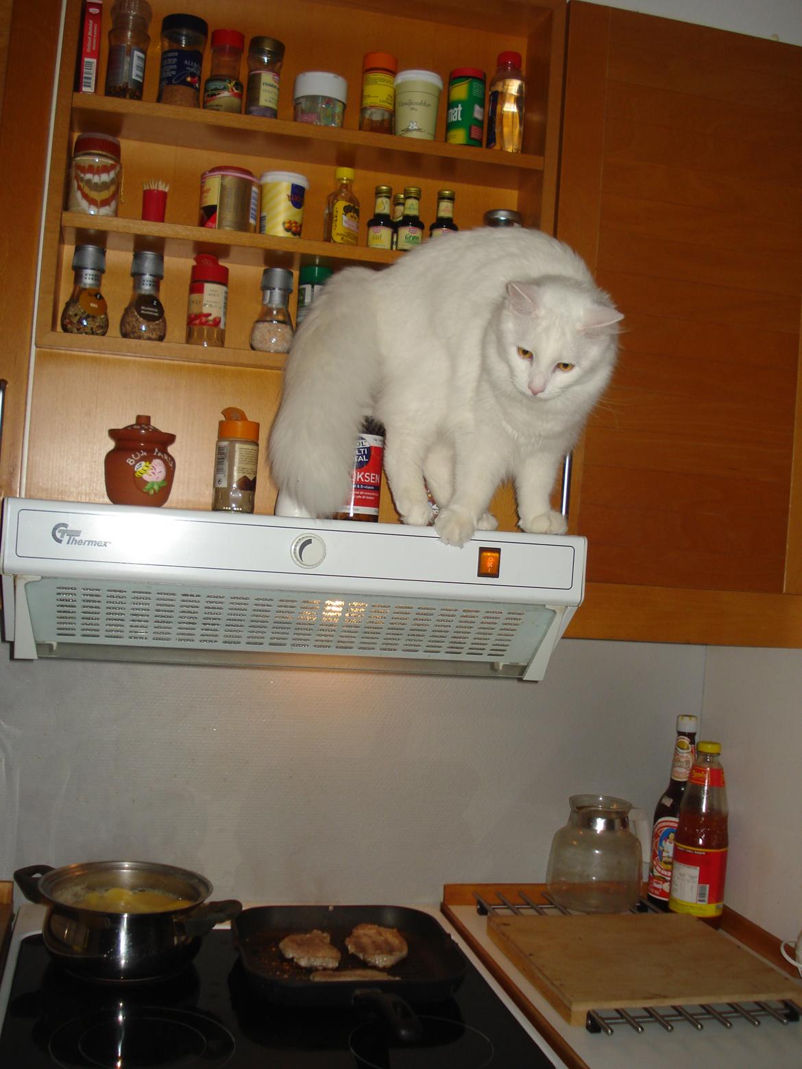 Maine Coon Snehvide - Hvad mon de laver dernede  billede 5