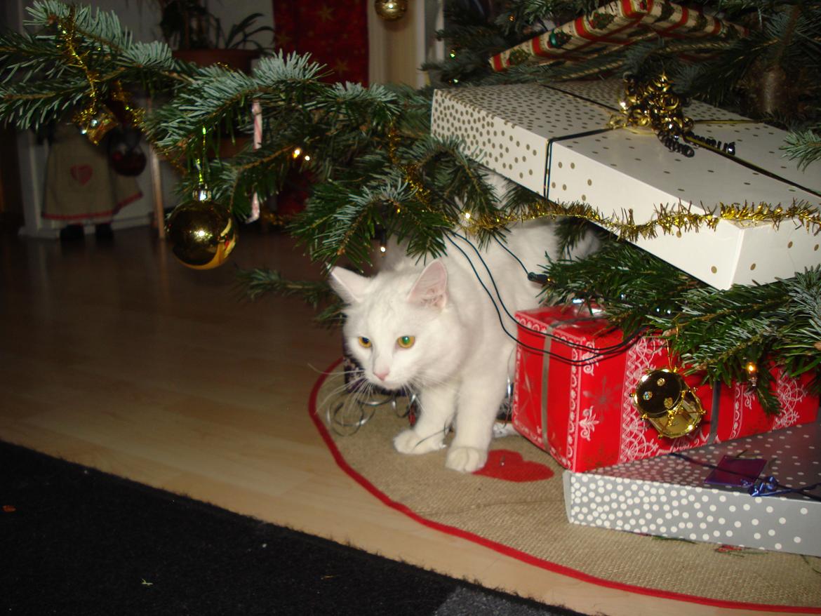 Maine Coon Snehvide - Min nye legeplads ... men min madmor er ikke enig med mig  billede 6