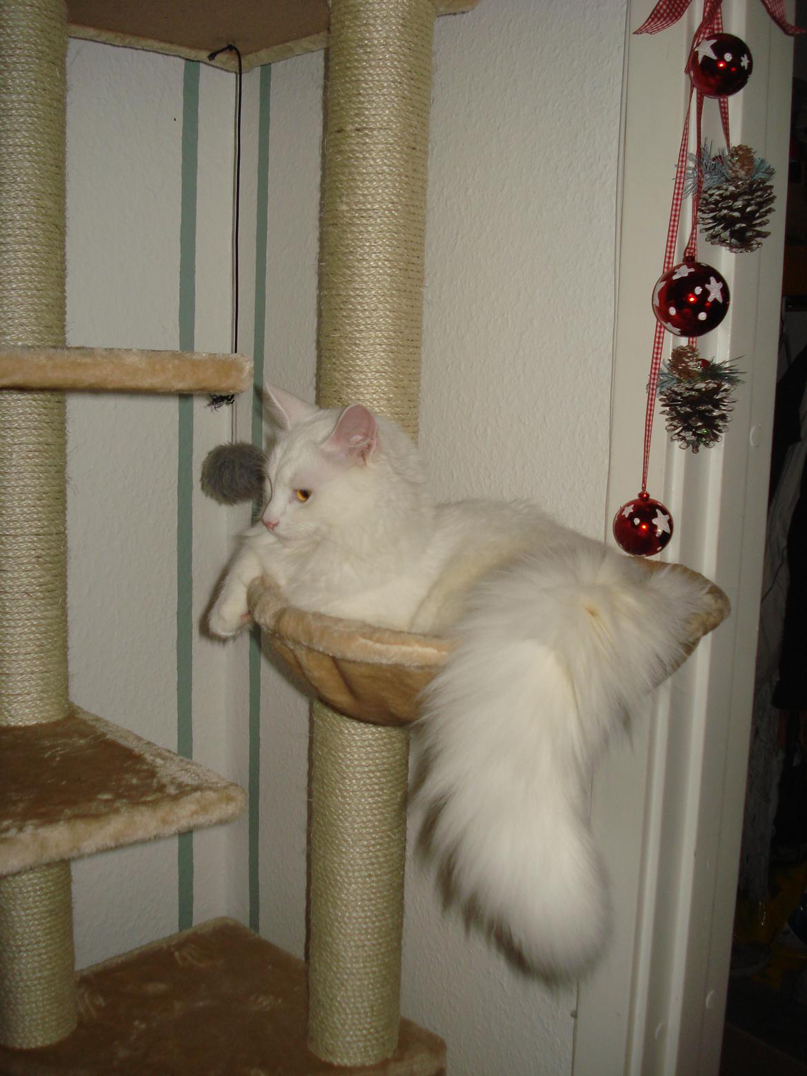 Maine Coon Snehvide - Jeg elsker vores hængekøje billede 7