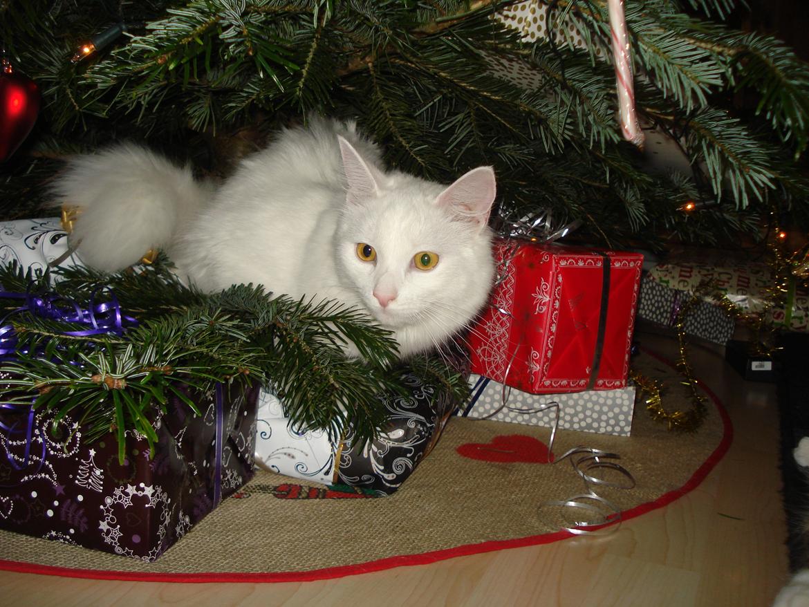 Maine Coon Snehvide - Ser I mig !? Jeg ligger på lur .... billede 8