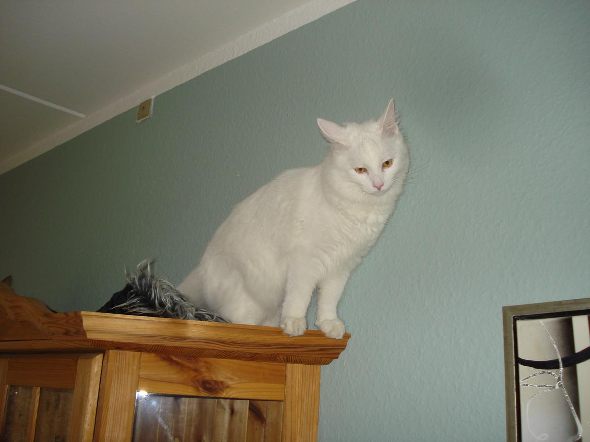 Maine Coon Snehvide - å åååå nu skal jeg ned igen ... billede 9