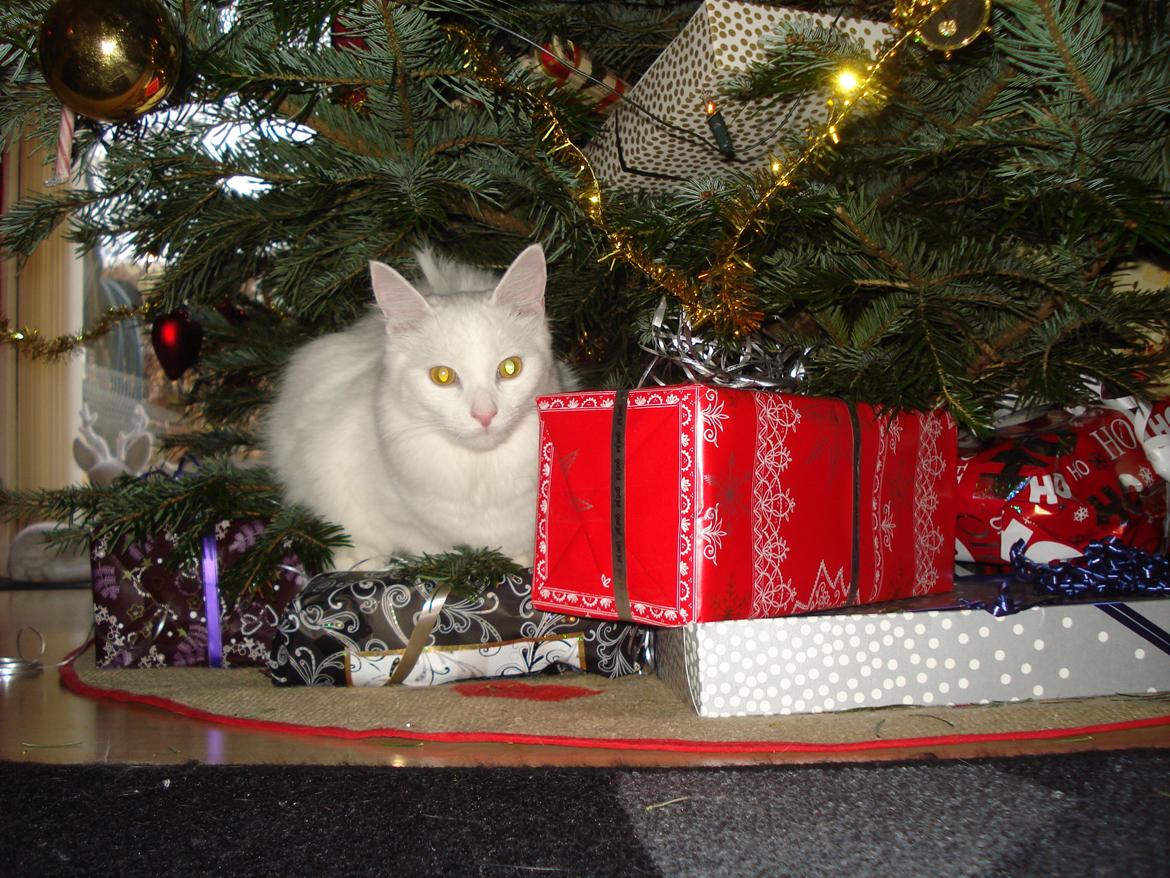 Maine Coon Snehvide - Her er altså så hyggeligt at være  billede 10