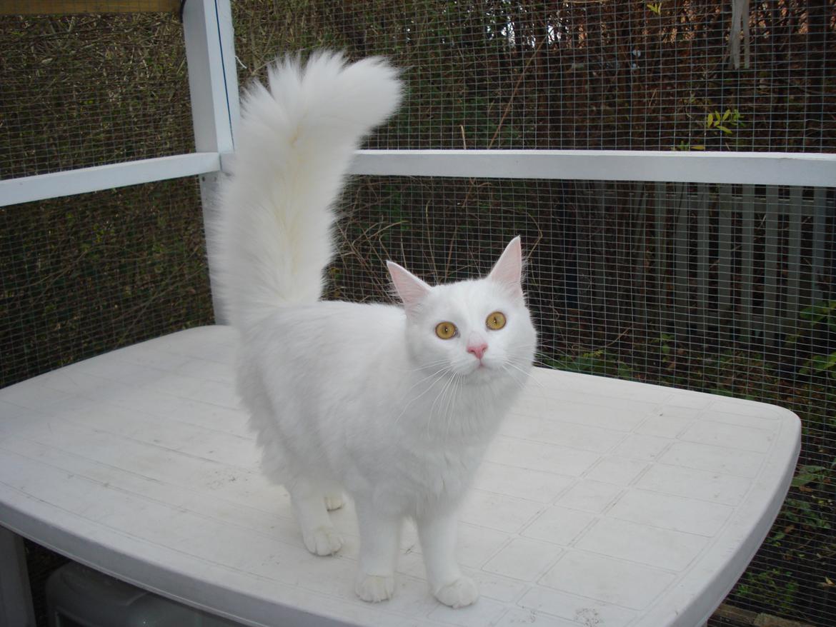 Maine Coon Snehvide - Så kom havebordet ind i vores voliere billede 11