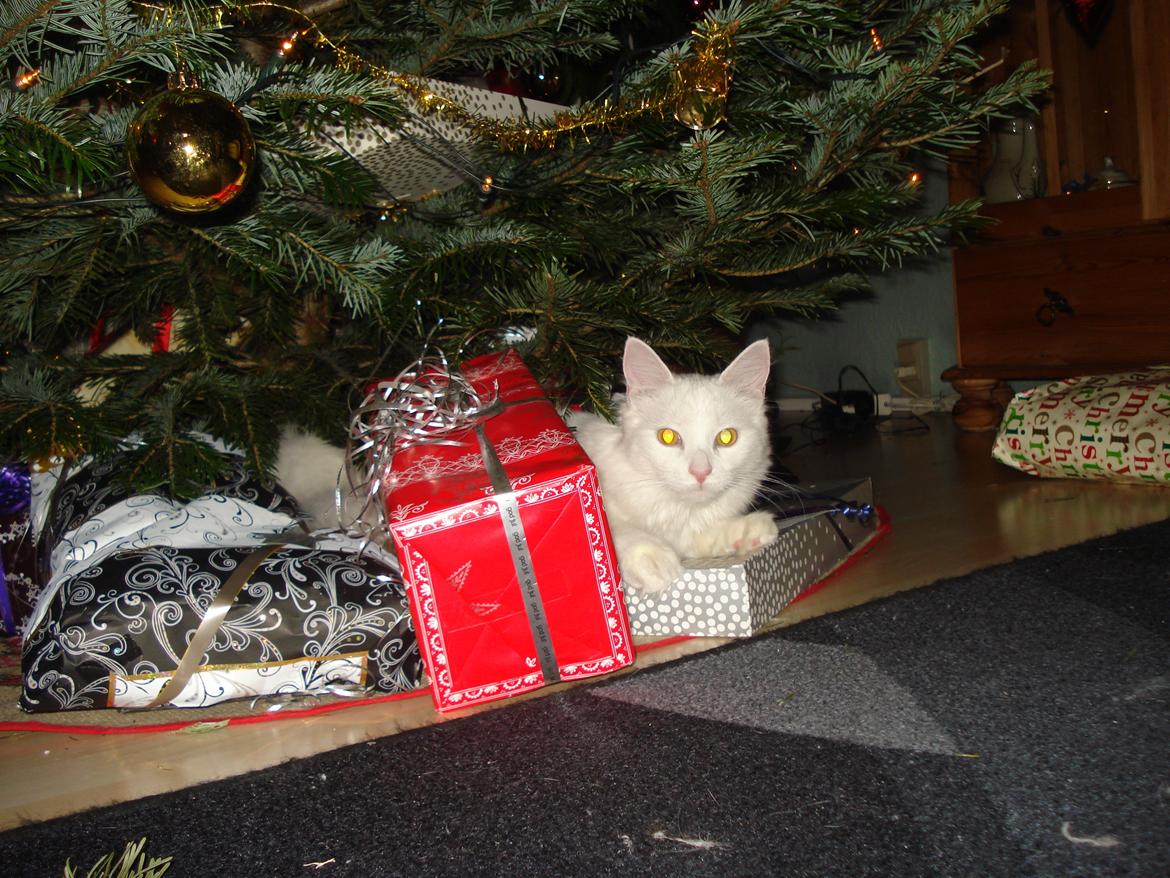 Maine Coon Snehvide - Bare det altid var jul billede 12