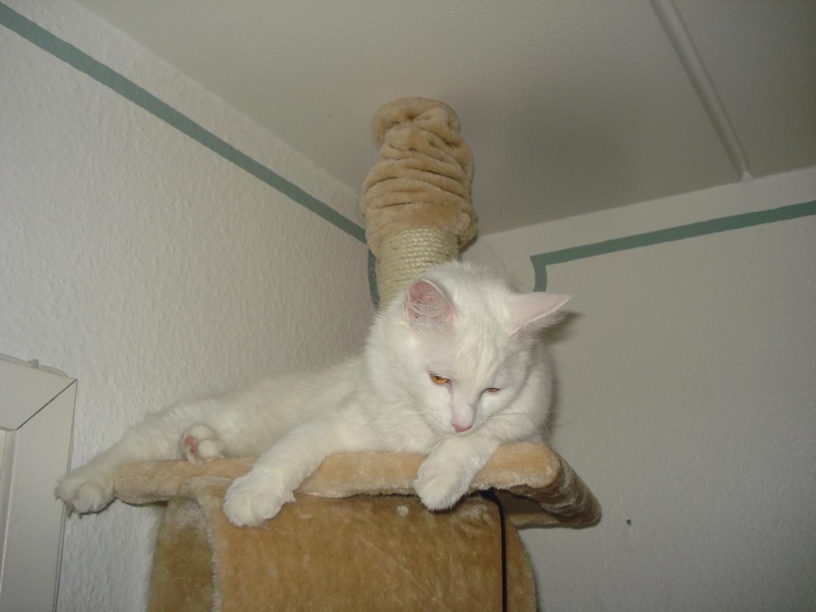 Maine Coon Snehvide - Hvad mon de laver længere nede af stammen  billede 13