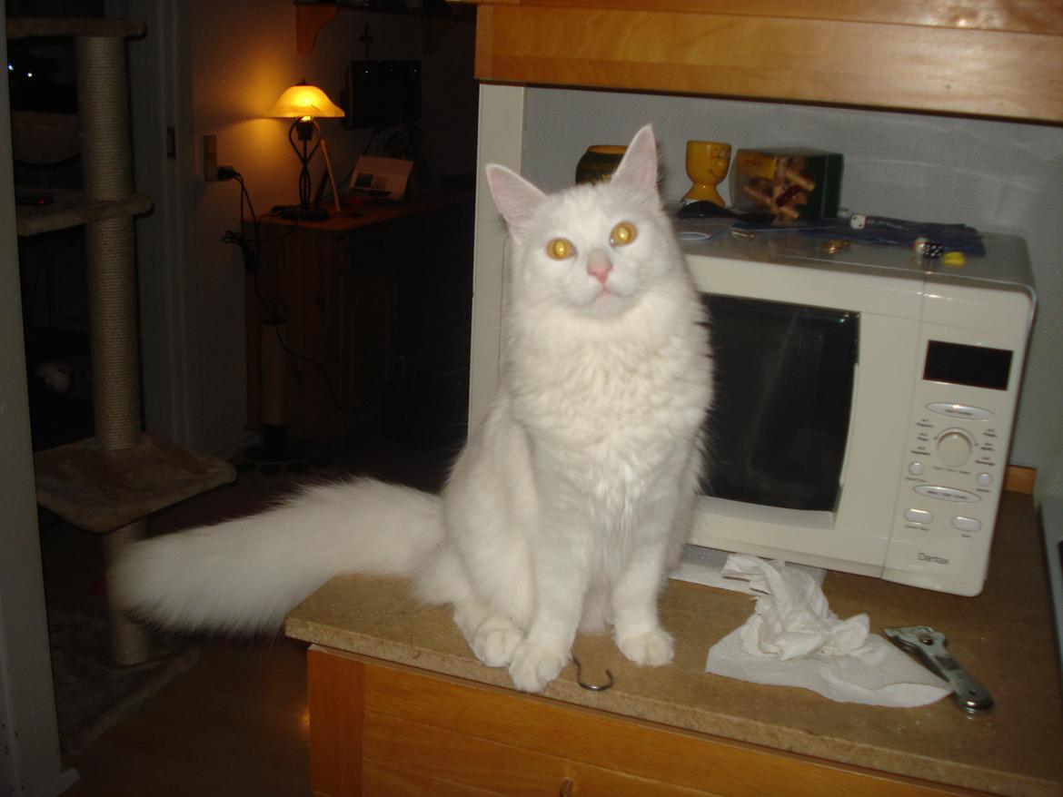 Maine Coon Snehvide - selvfølgelig holder jeg øje med hvad der sker i køkkenet  billede 14