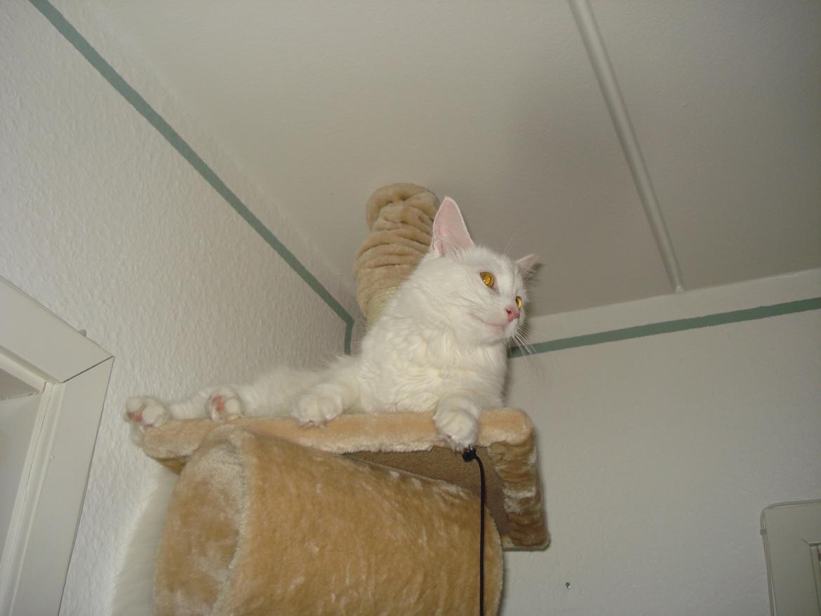 Maine Coon Snehvide - godt udsyn man her herfra over hele stuen billede 15