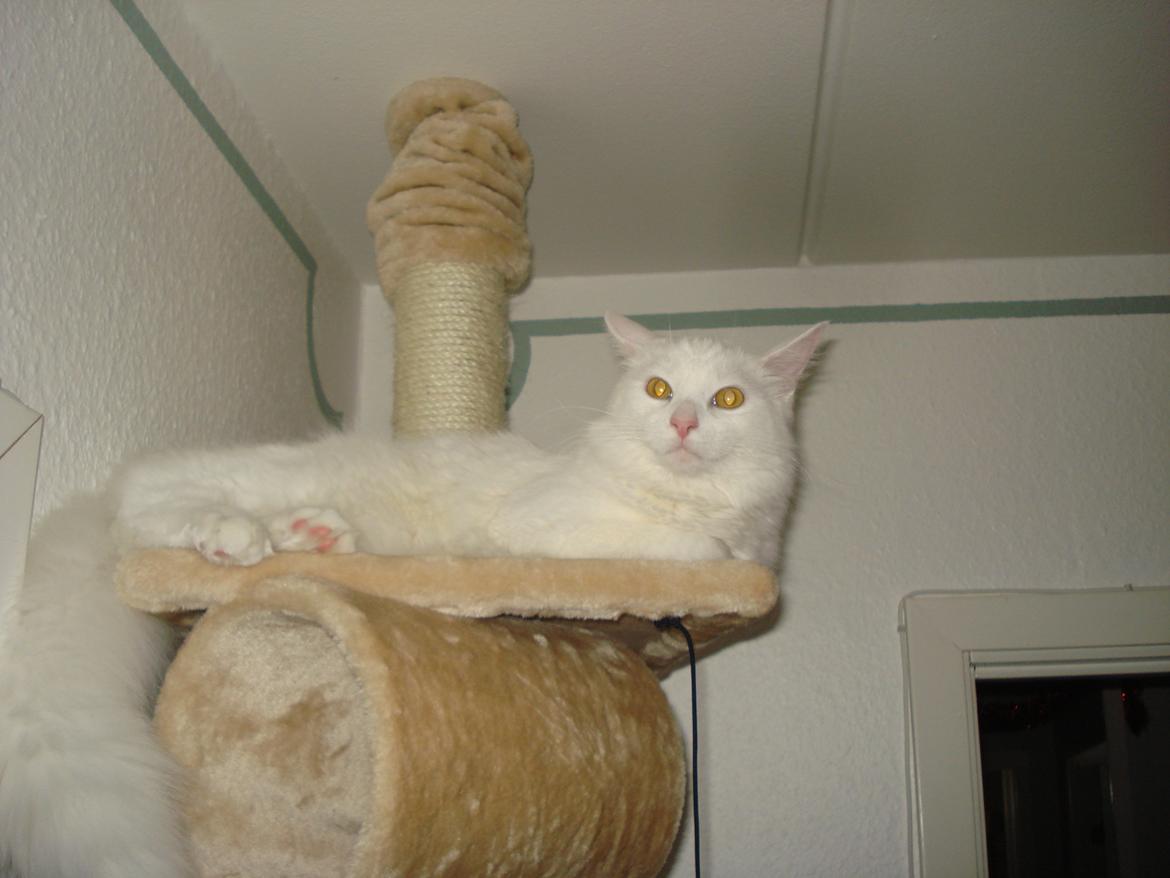 Maine Coon Snehvide - Det er en god plads heroppe billede 16