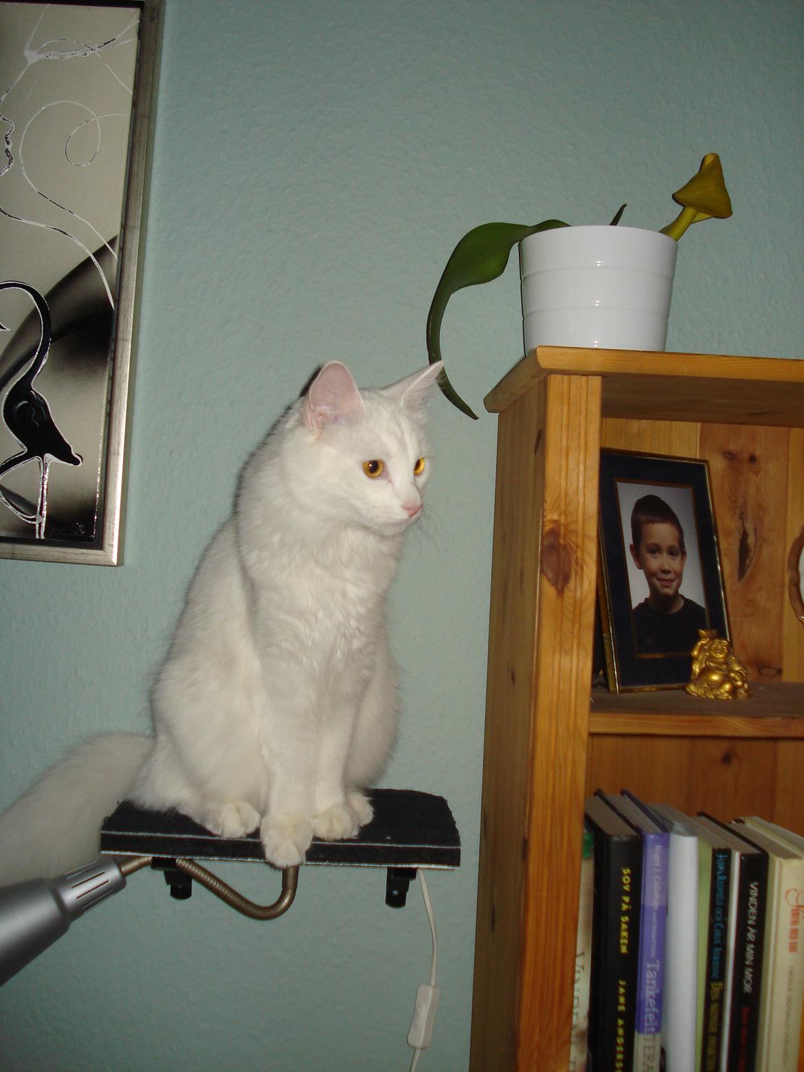 Maine Coon Snehvide billede 17