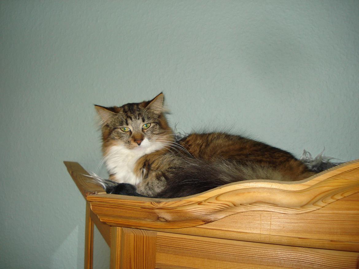 Maine Coon Tullemus - Her er min yndlingsplads  billede 1