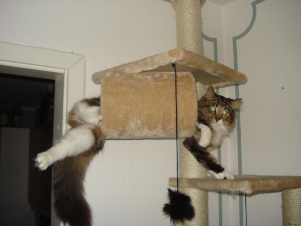 Maine Coon Tullemus - Det rør her er rigtig effektivt  billede 2