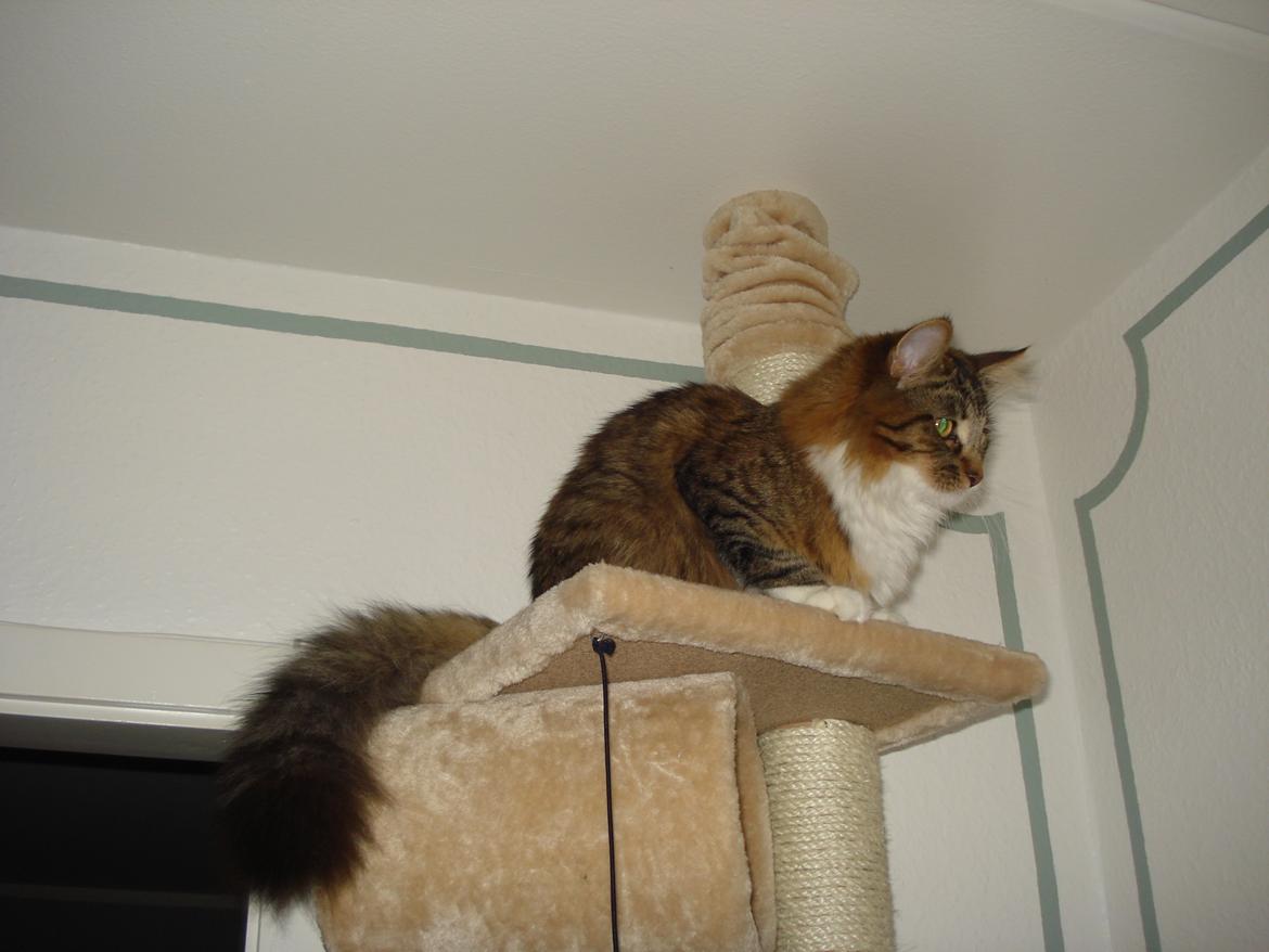 Maine Coon Tullemus - Højere op kan man vist ikke komme  billede 3