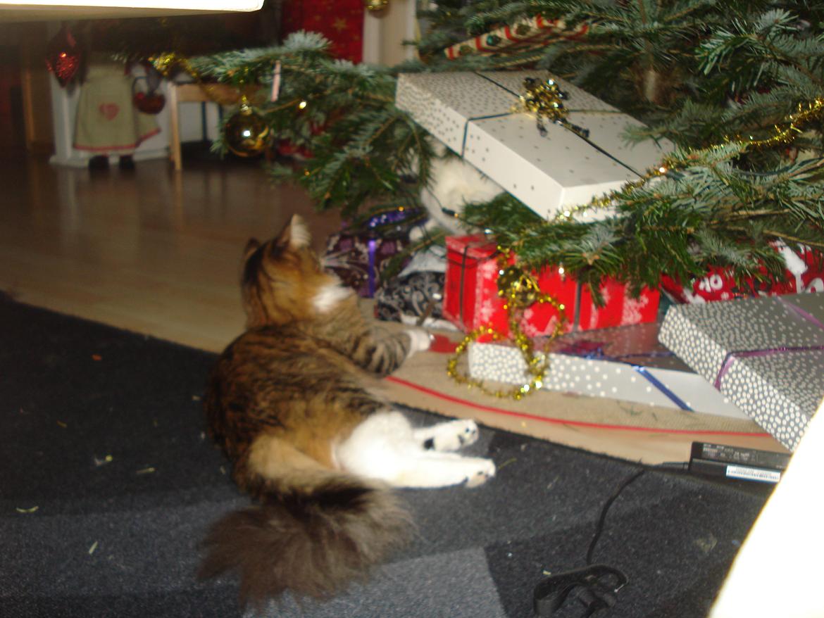 Maine Coon Tullemus - Det er nu hyggeligt med jul, træ og gaver billede 4