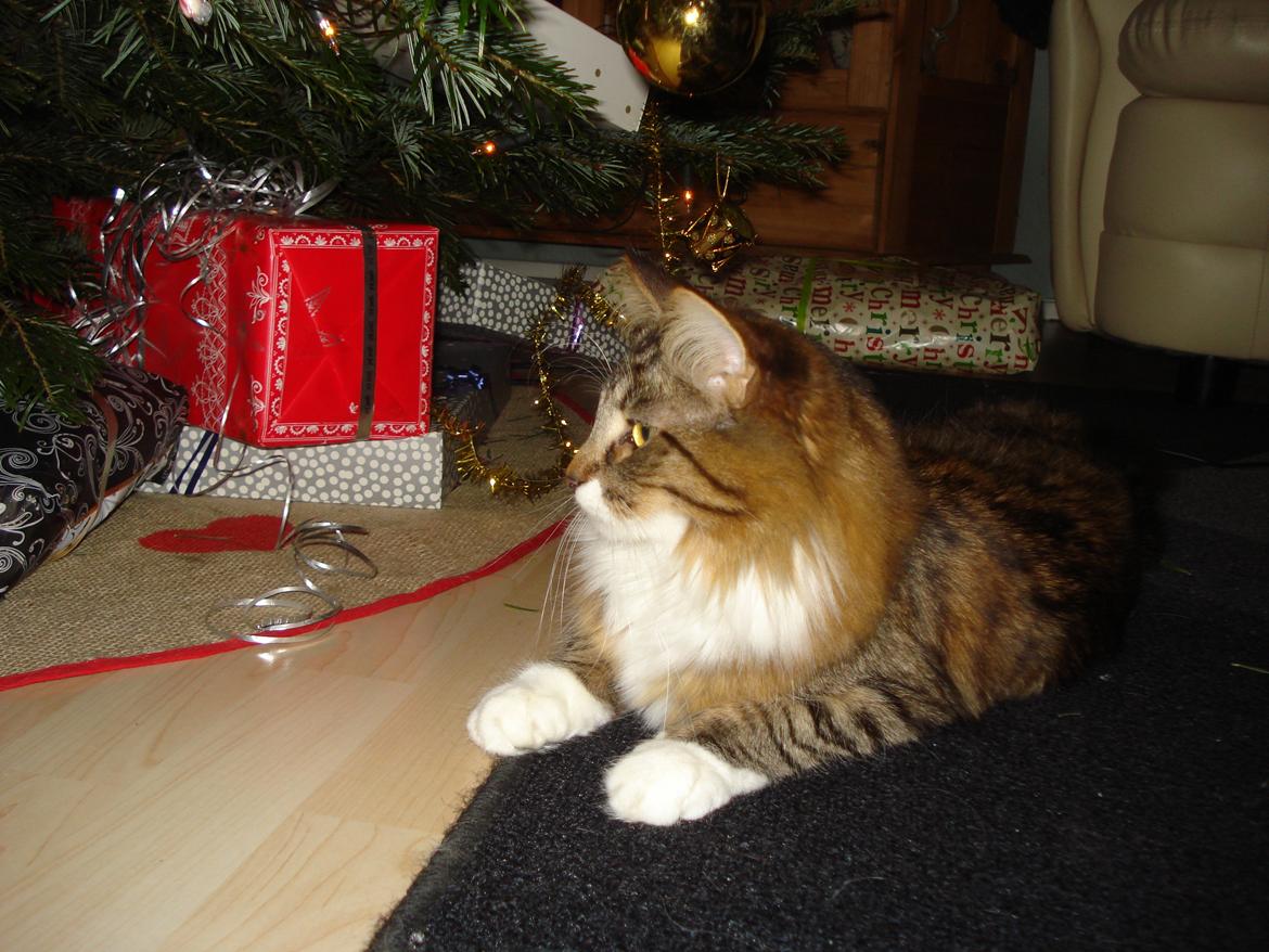 Maine Coon Tullemus - Her kan man holde øje med Snehvide der er midt i alle gaverne billede 5