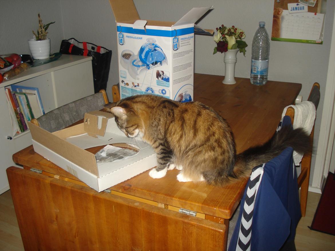 Maine Coon Tullemus - Det er et godt valg de har taget ved køb af denne vandfontæne  billede 6