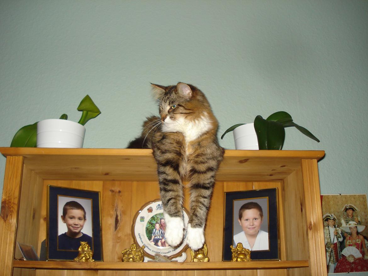 Maine Coon Tullemus - Jeg holder øje med de andre billede 7