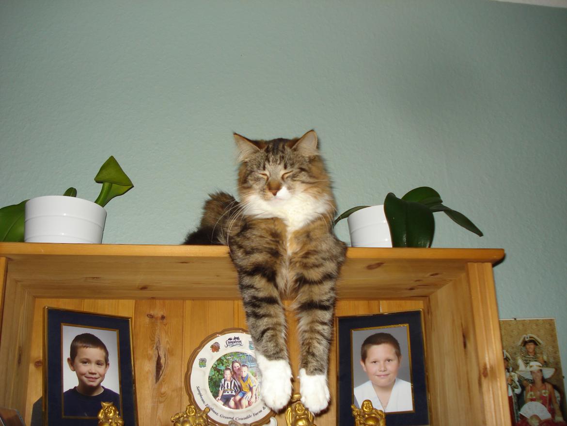 Maine Coon Tullemus - Endnu en god liggeplads billede 8