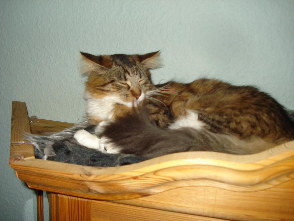 Maine Coon Tullemus - Varmt og godt hygger jeg her billede 9