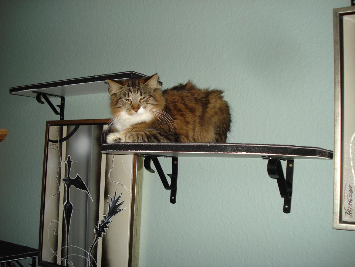 Maine Coon Tullemus - Min hylde over sofaen billede 10