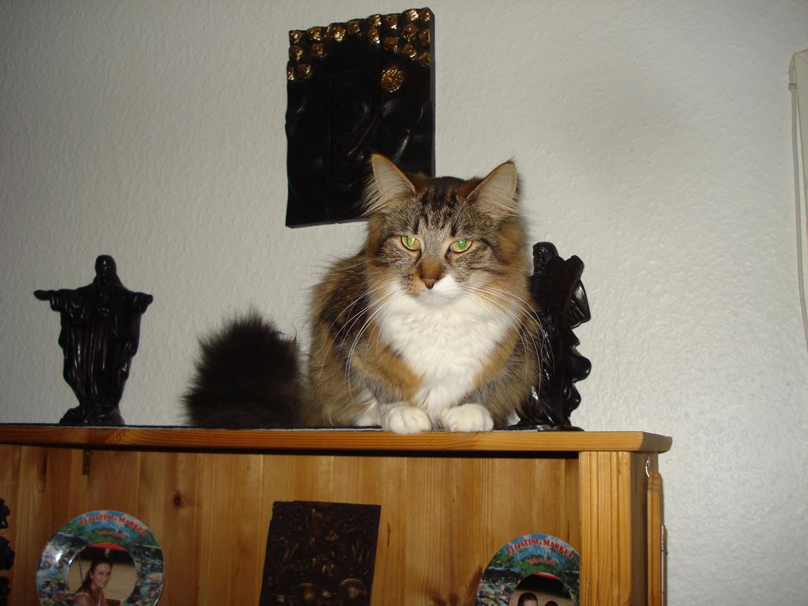 Maine Coon Tullemus - Effektiv udkigspost  billede 11