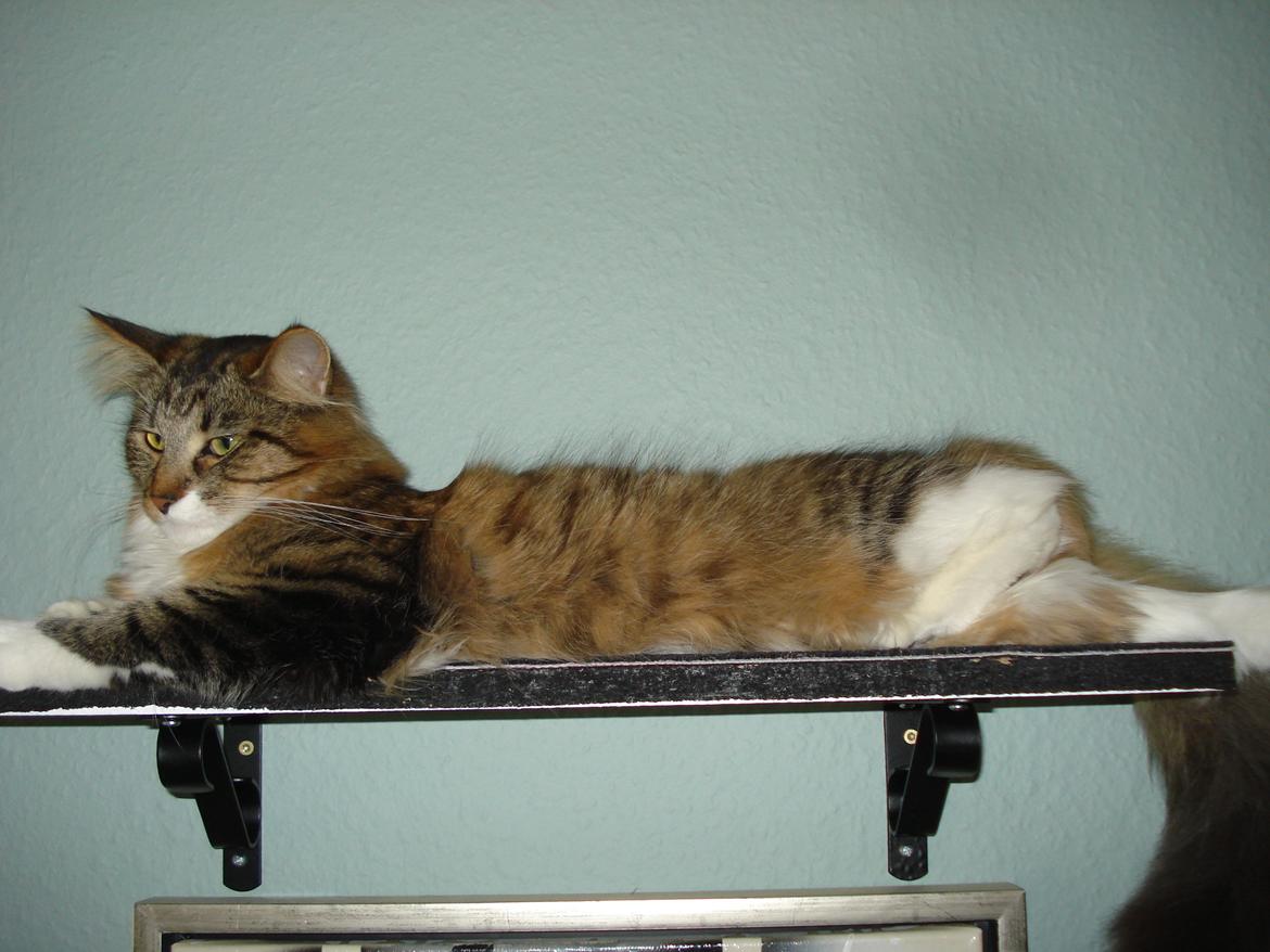 Maine Coon Tullemus - Jeg elsker hylderne rundt omkring på væggene billede 12