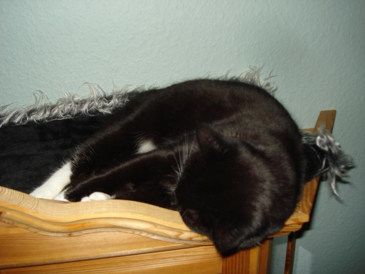 Huskat Blackie - Her ligger man dejlig varmt  billede 1