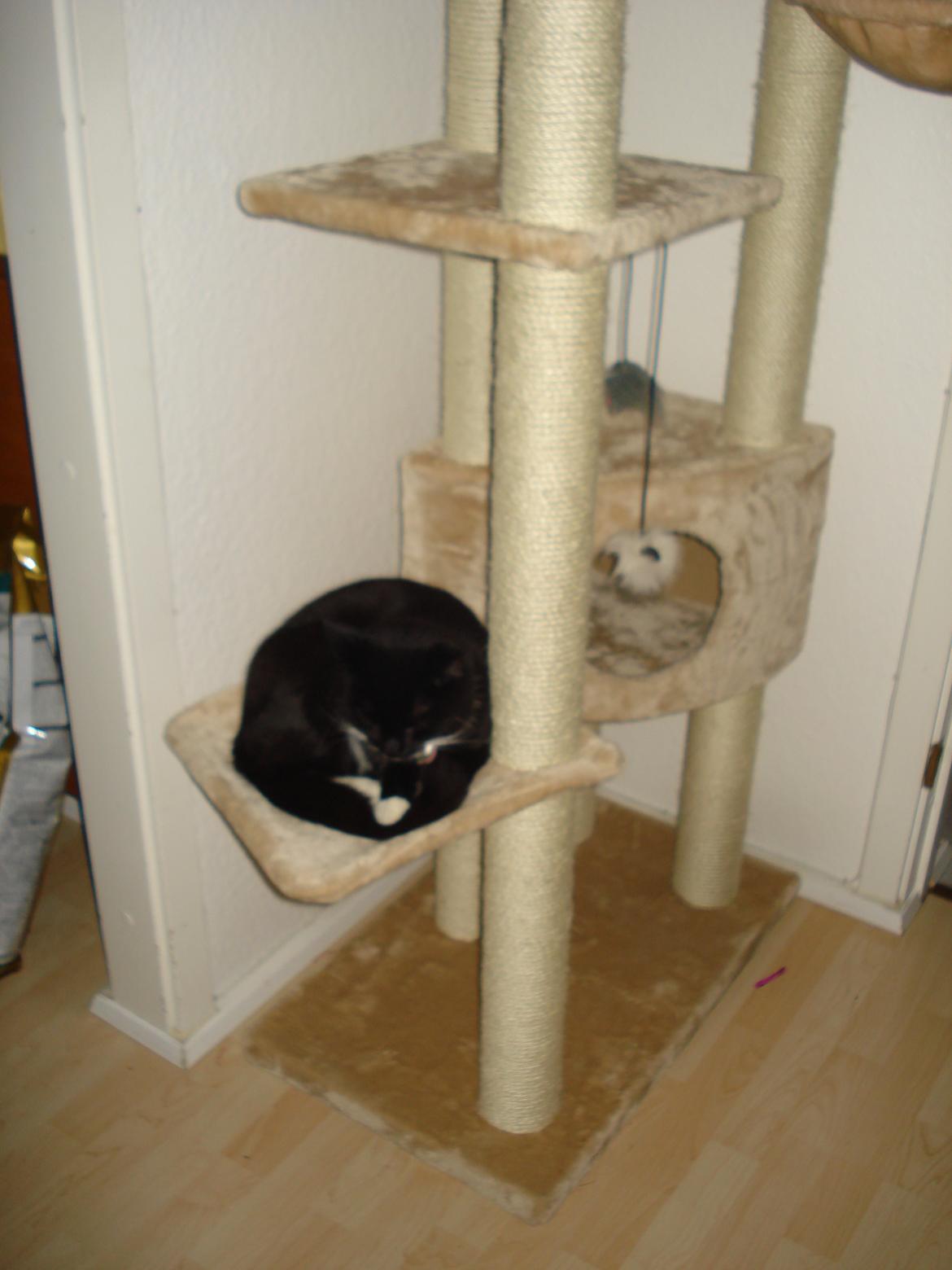 Huskat Blackie - Denne køje er også et hit :) billede 2