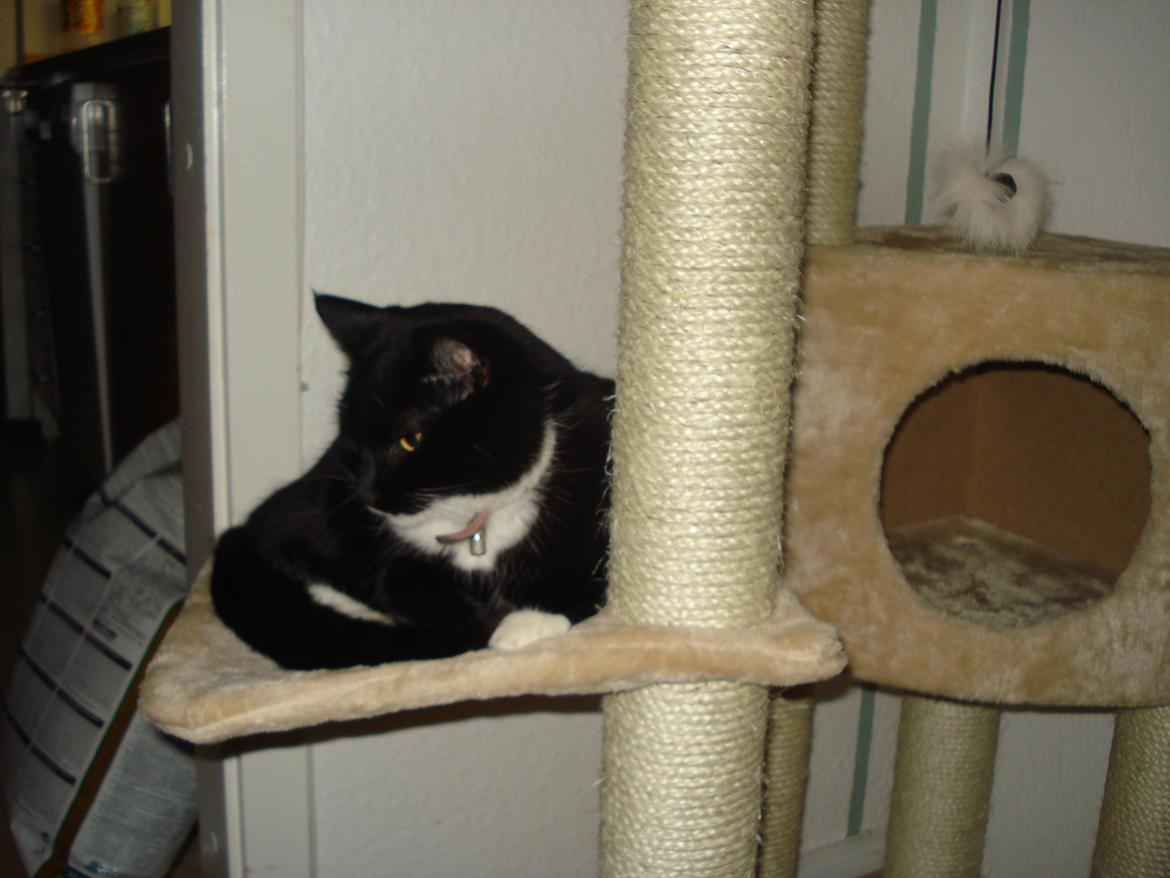Huskat Blackie - Godt vi fik dette klatretræ billede 3