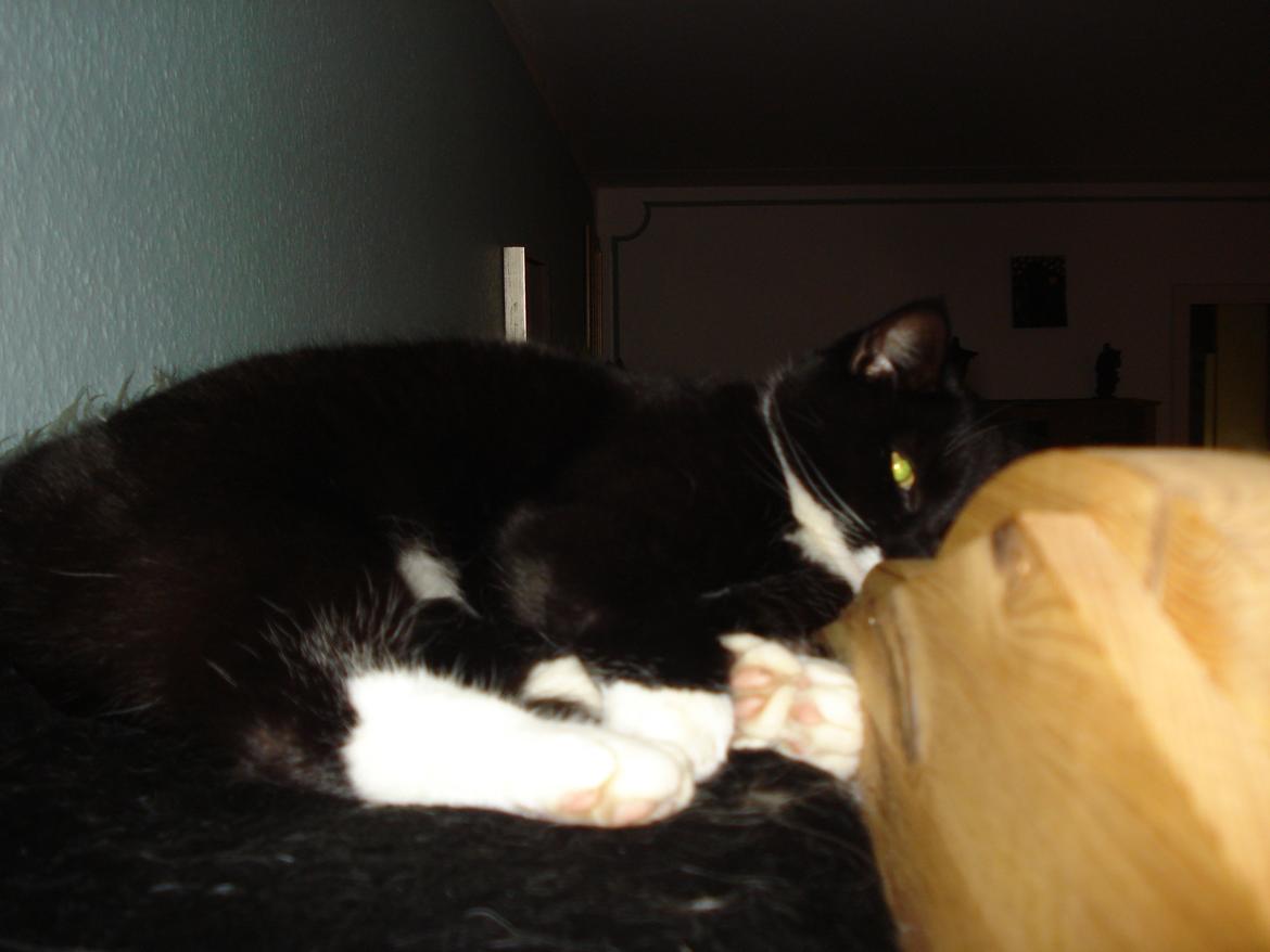 Huskat Blackie - Hold da op hvor jeg nyder at ligge her  billede 4