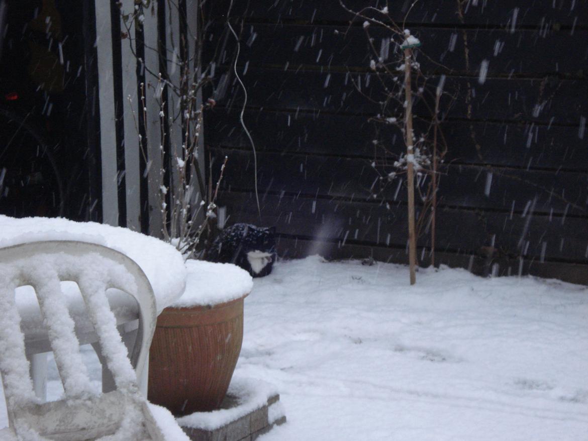 Huskat Blackie - Snevejr kan også nydes billede 5