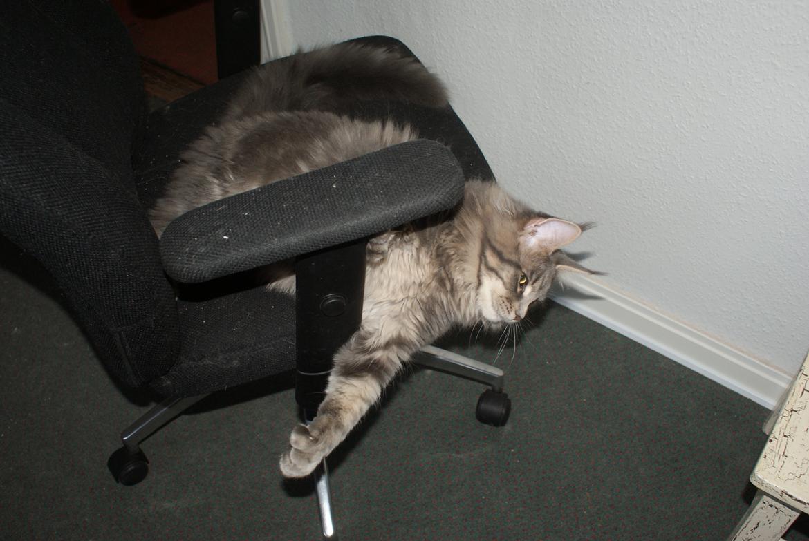 Maine Coon Mr Blue P.( Polle) billede 14