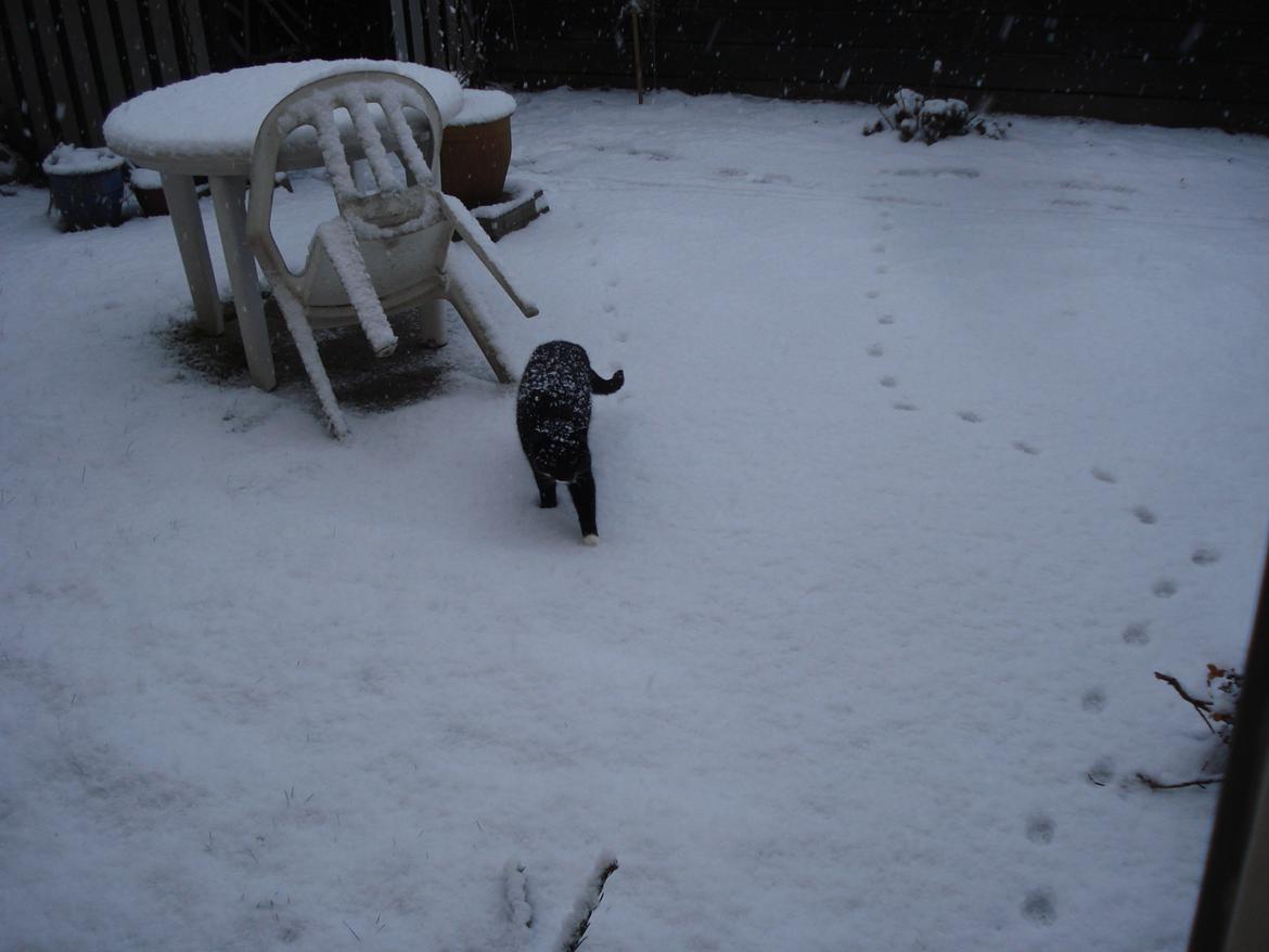 Huskat Blackie - Nu kalder de ...  billede 6