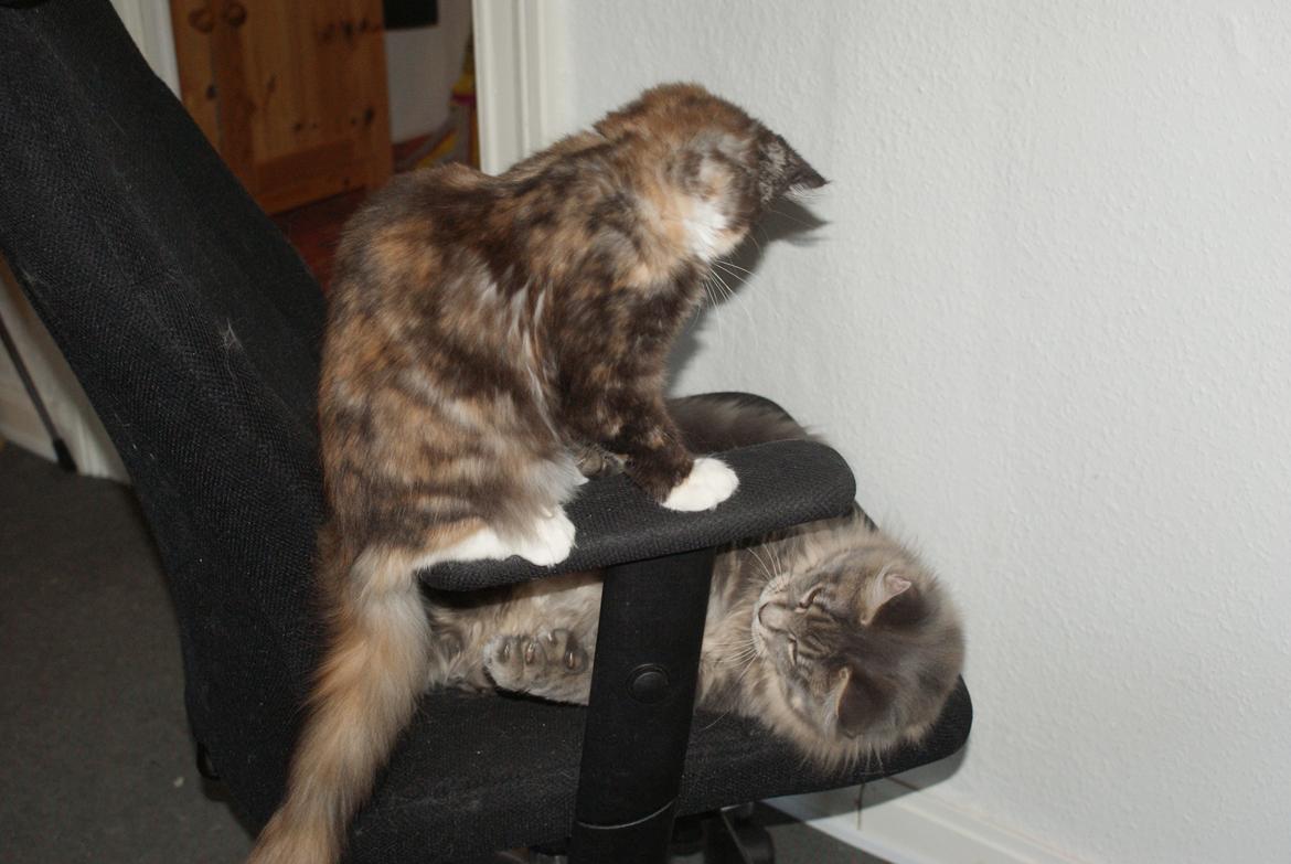 Maine Coon Mr Blue P.( Polle) billede 16