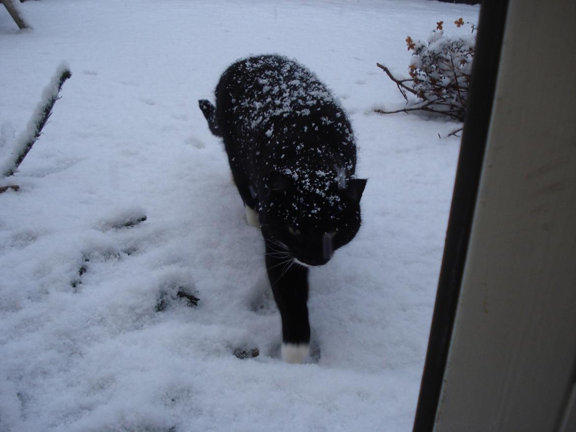 Huskat Blackie - Ind i varmen billede 7